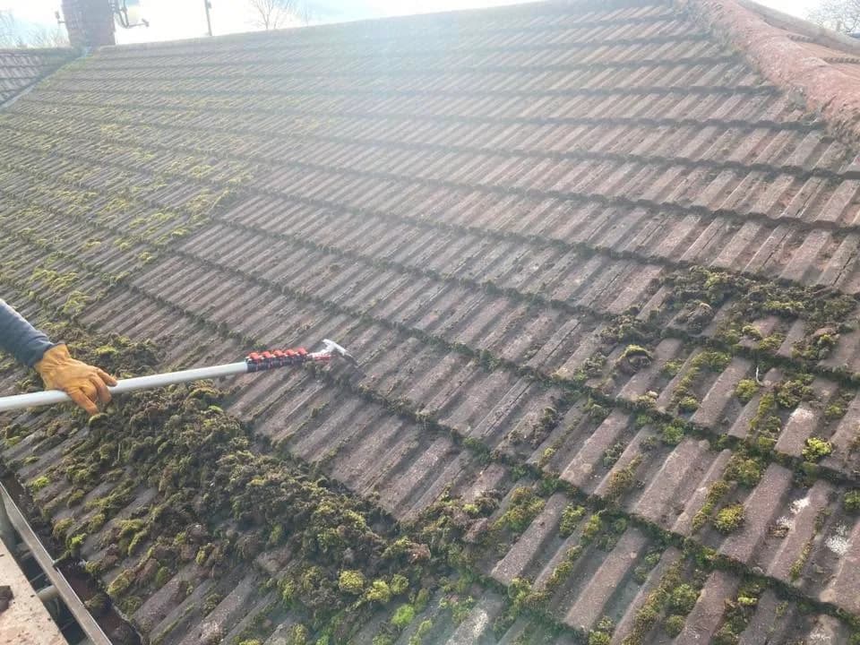 Close view of moss build-up on roof tiles